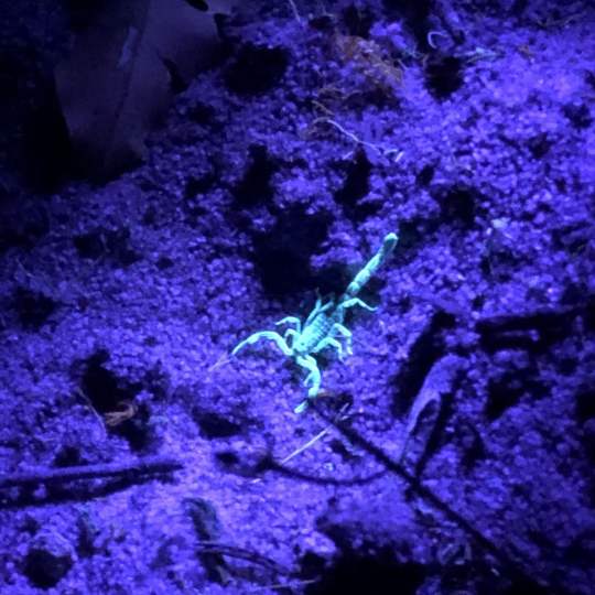 A marbled scorpion under black light in Woodland Reserve