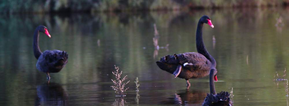 Fauna Black swans Cygnus atratus Swans at Horse Swamp WEB