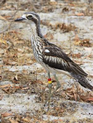 Fauna Aves Bush stone curlew Burhinus grallarius 1200x800 WEB