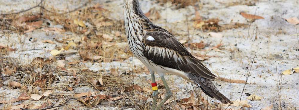 Fauna Aves Bush stone curlew Burhinus grallarius 1200x800 WEB