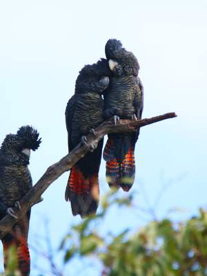 Fauna Aves Forest red tailed black cockatoo Calyptohynchus banksia naso three up 1200x800 WEB