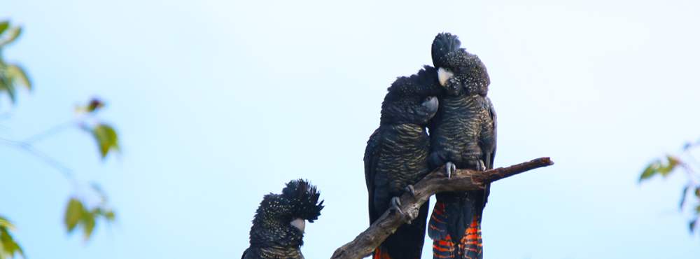 Fauna Aves Forest red tailed black cockatoo Calyptohynchus banksia naso three up 1200x800 WEB