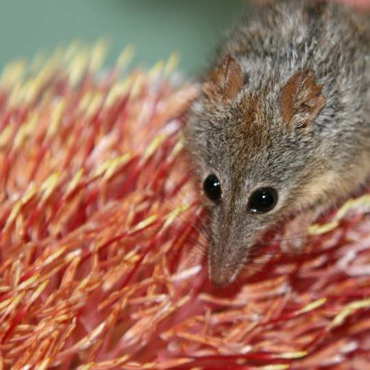 Fauna noolbenger honey possum on banksia