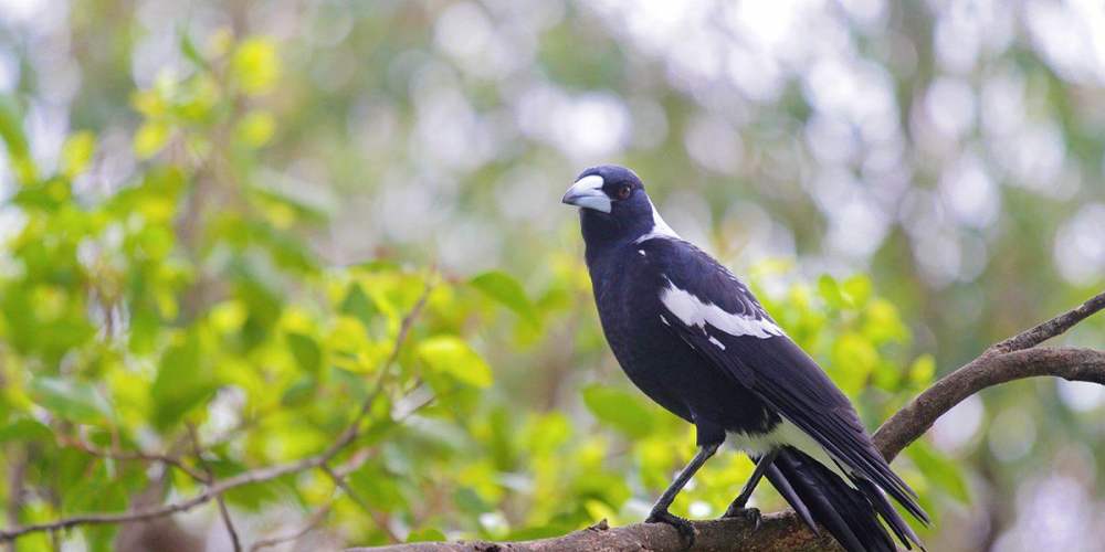 Fauna Aves Australian magpie Gymnorhina tibicen 1200x800 WEB