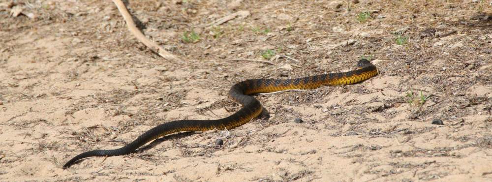 Fauna Reptilia Tiger snake Notechis scutatus 01 WEB