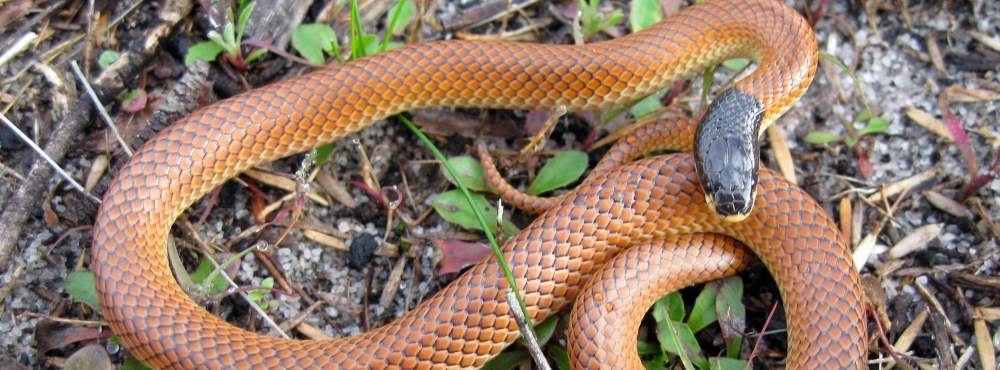 Fauna Reptilia Goulds Hooded Snake Rhinoplocephalus gouldii 01 courtesy of Ben de Haan WEB