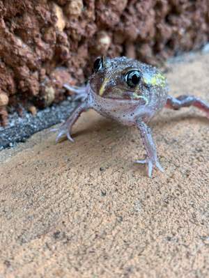 Moaning frog Heleioporus eyrei Whiteman Park Frog WEB