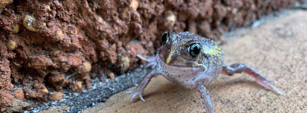 Moaning frog Heleioporus eyrei Whiteman Park Frog WEB