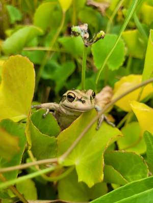 Motorbike frog Litoria moorei Whiteman Park Fauna Frog WEB