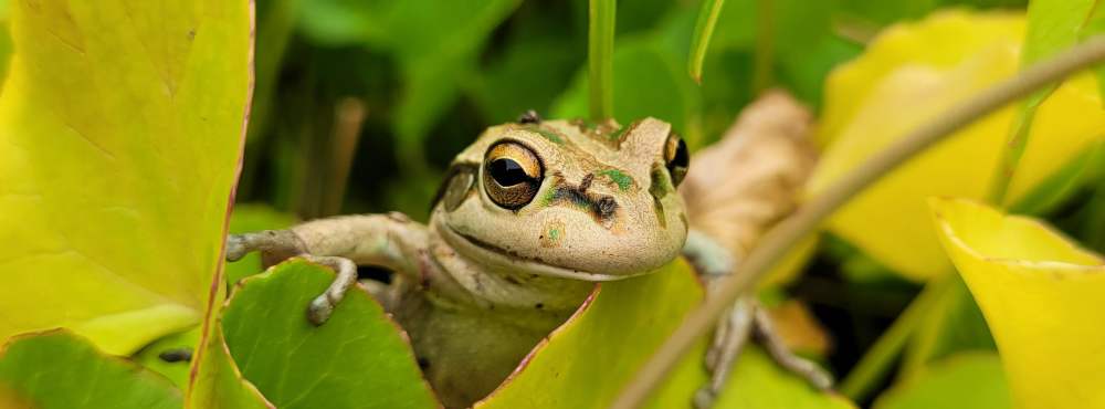 Motorbike frog Litoria moorei Whiteman Park Fauna Frog WEB