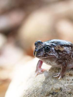 Pobblebonk Western banjo frog Limnodynastes dorsalis Whiteman Park Fauna Frog WEB 01