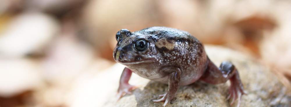 Pobblebonk Western banjo frog Limnodynastes dorsalis Whiteman Park Fauna Frog WEB 01