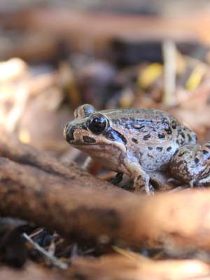 Quacking frog Crinia georgiana Whiteman Park Fauna FROG WEB 01