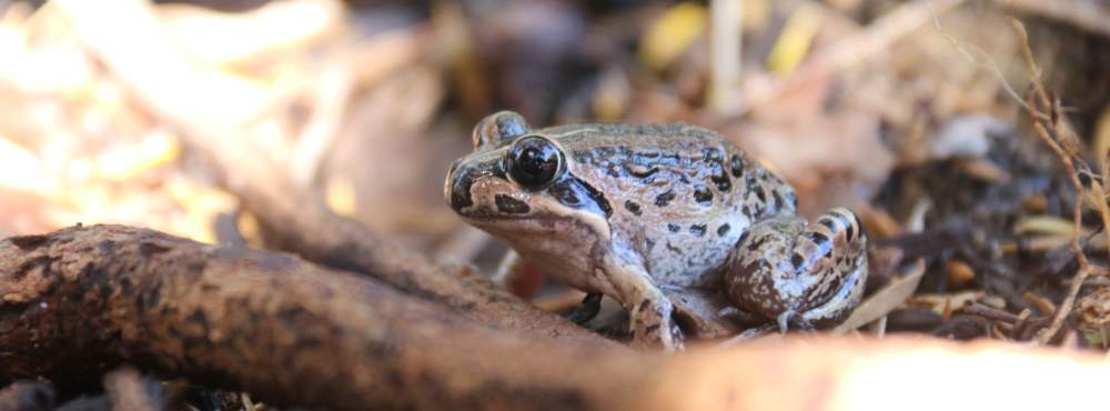 Quacking frog Crinia georgiana Whiteman Park Fauna FROG WEB 01