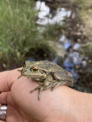 Motorbike frog Litoria moorei Whiteman Park Fauna Frog WEB 03crp