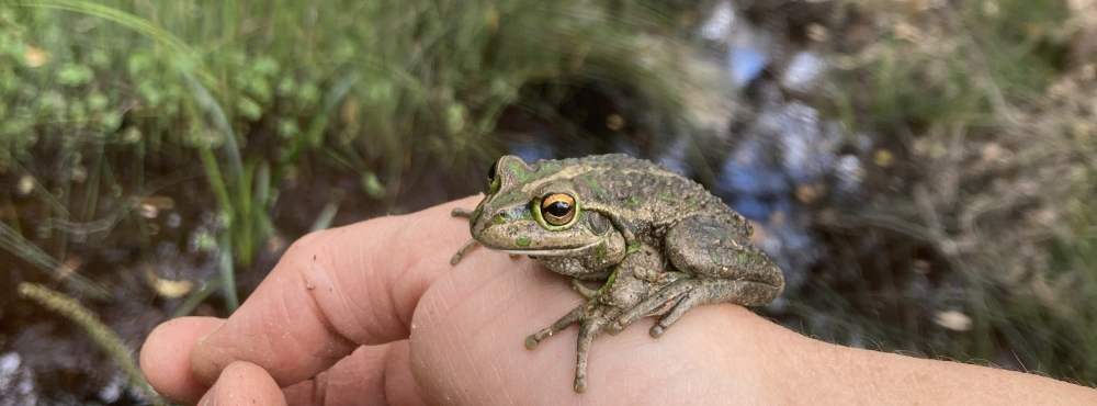 Motorbike frog Litoria moorei Whiteman Park Fauna Frog WEB 03crp