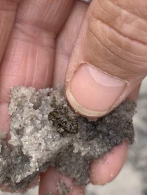 Squelching froglet Crinia insignifera Whiteman Park Fauna Frogs WEB 02