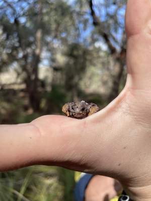 Turtle frog (Myobatrachus gouldii) 01 - Whiteman Park Fauna (Curtin Uni student Ella)_WEB