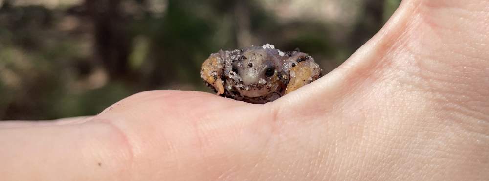 Turtle frog (Myobatrachus gouldii) 01 - Whiteman Park Fauna (Curtin Uni student Ella)_WEB