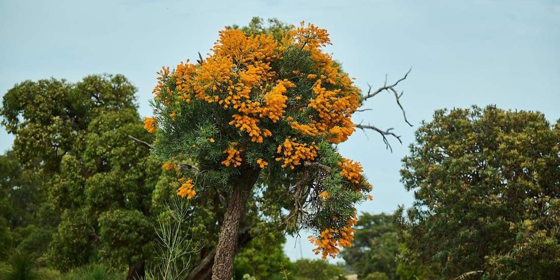 Whiteman Park flora Moodjar are iconic to WA