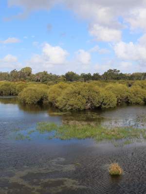 Whiteman Park wetlands Horse Swamp from the lookout