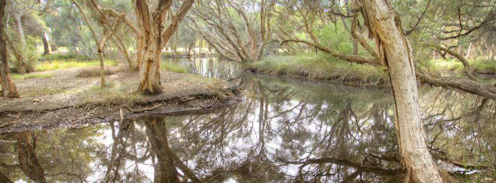 Mussel Pool - paperbarks - landscape