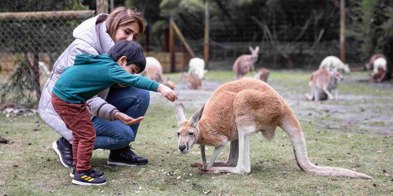 Caversham Wildlife Park mum and son feeding the kangaroos