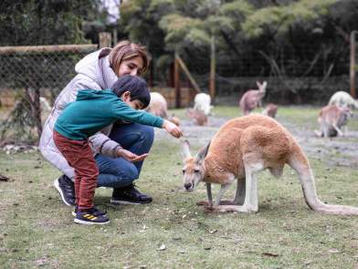 Caversham Wildlife Park mum and son feeding the kangaroos