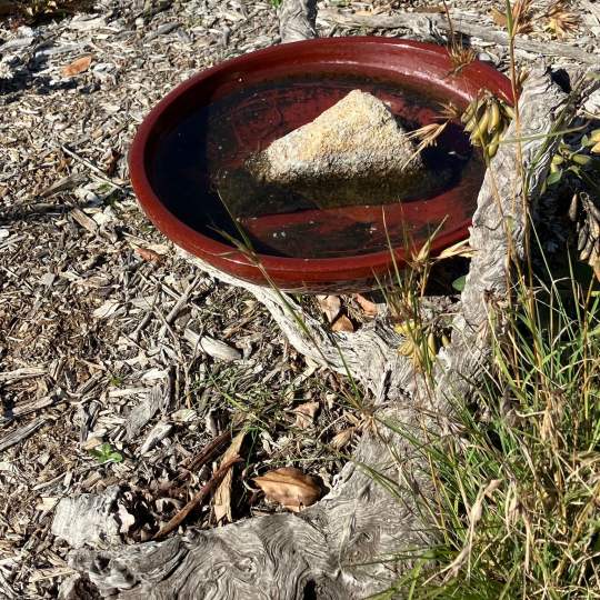 CL water bowl for wildlife WEB