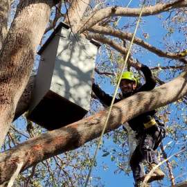 Whiteman Park happy to be installing nest boxes