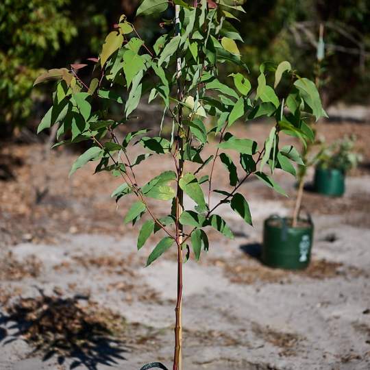 Whiteman Park native trees for planting in Woodland Reserve WEB