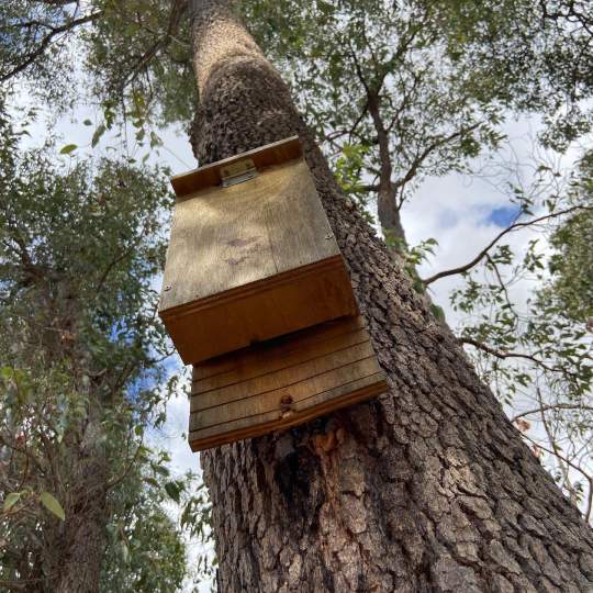 Whiteman Park bat box in tree