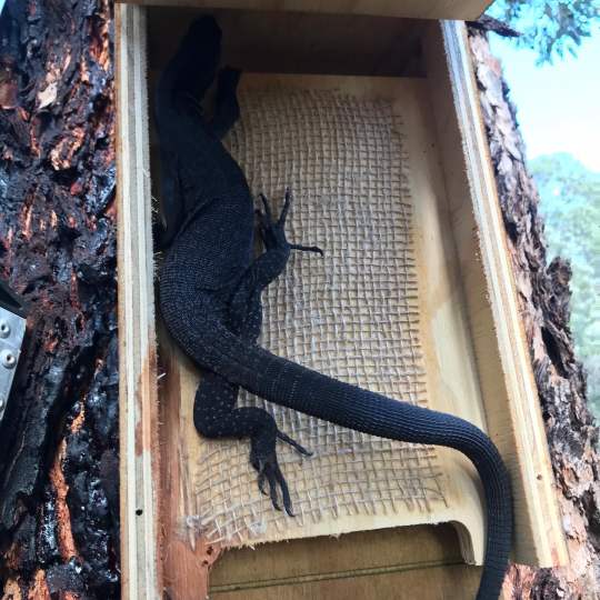 Whiteman Park fauna monitor in nest box