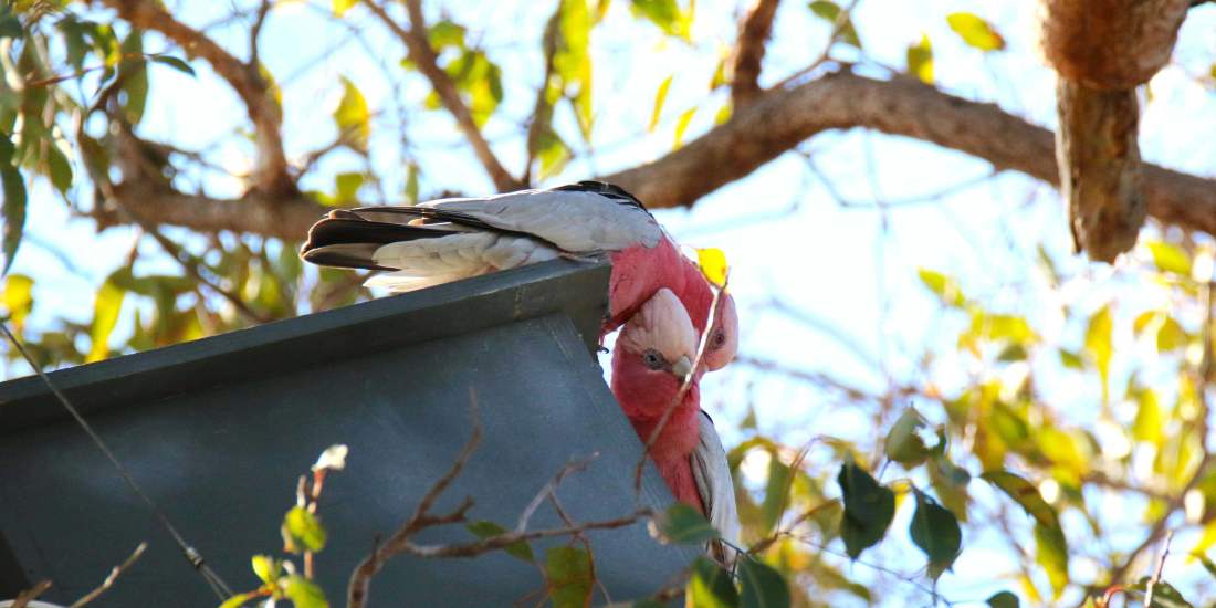 Whiteman Park Fauna Pink and grey galahs on artificial hollow