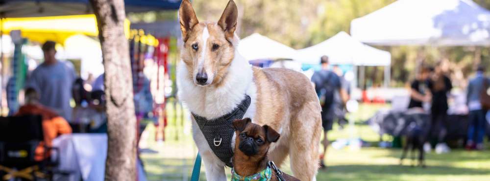 Doggies Day Out 2023 Whiteman Park 37 WEB BANNER