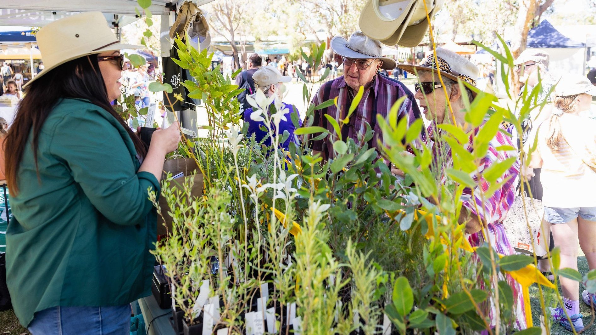 Browse the native seedlings on offer at Trillion Trees